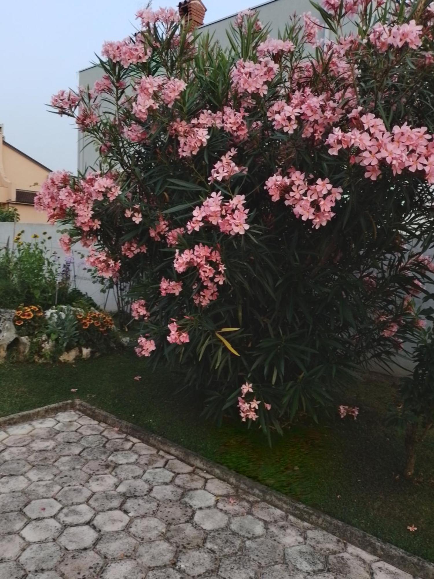 Apartman Olga Umago Exterior foto